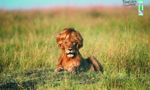 Lion Styling Mousse