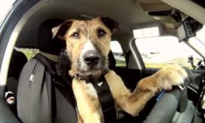 Driving Dog