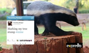 Tweeting Badger