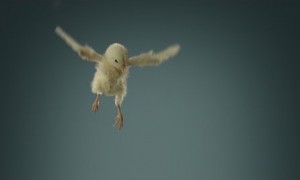 Chicks flying