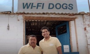 Wifi dogs