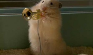 Music-Hamsters and Brains